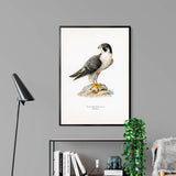 Peregrine Falcon