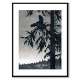 The Capercaillie Playing