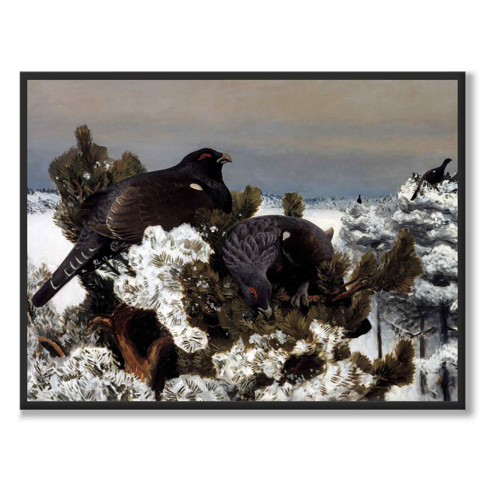 Capercaillies i et vinterlandskap