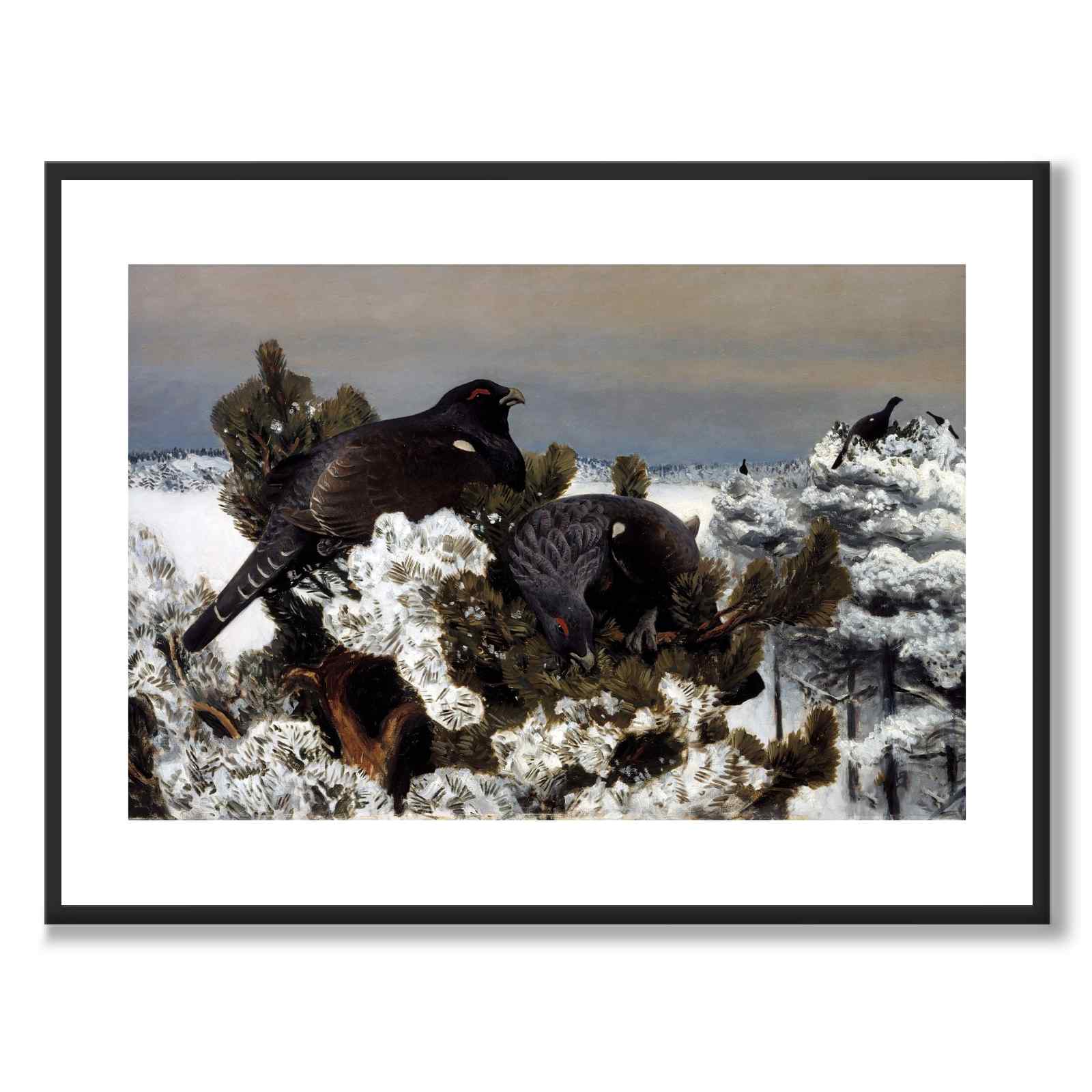 Capercaillies i et vinterlandskap