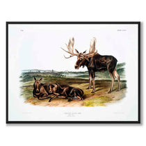 Moose as a vintage zoological illustration and poster from Historly – full image without white border