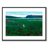 The Twelve Wild Ducks