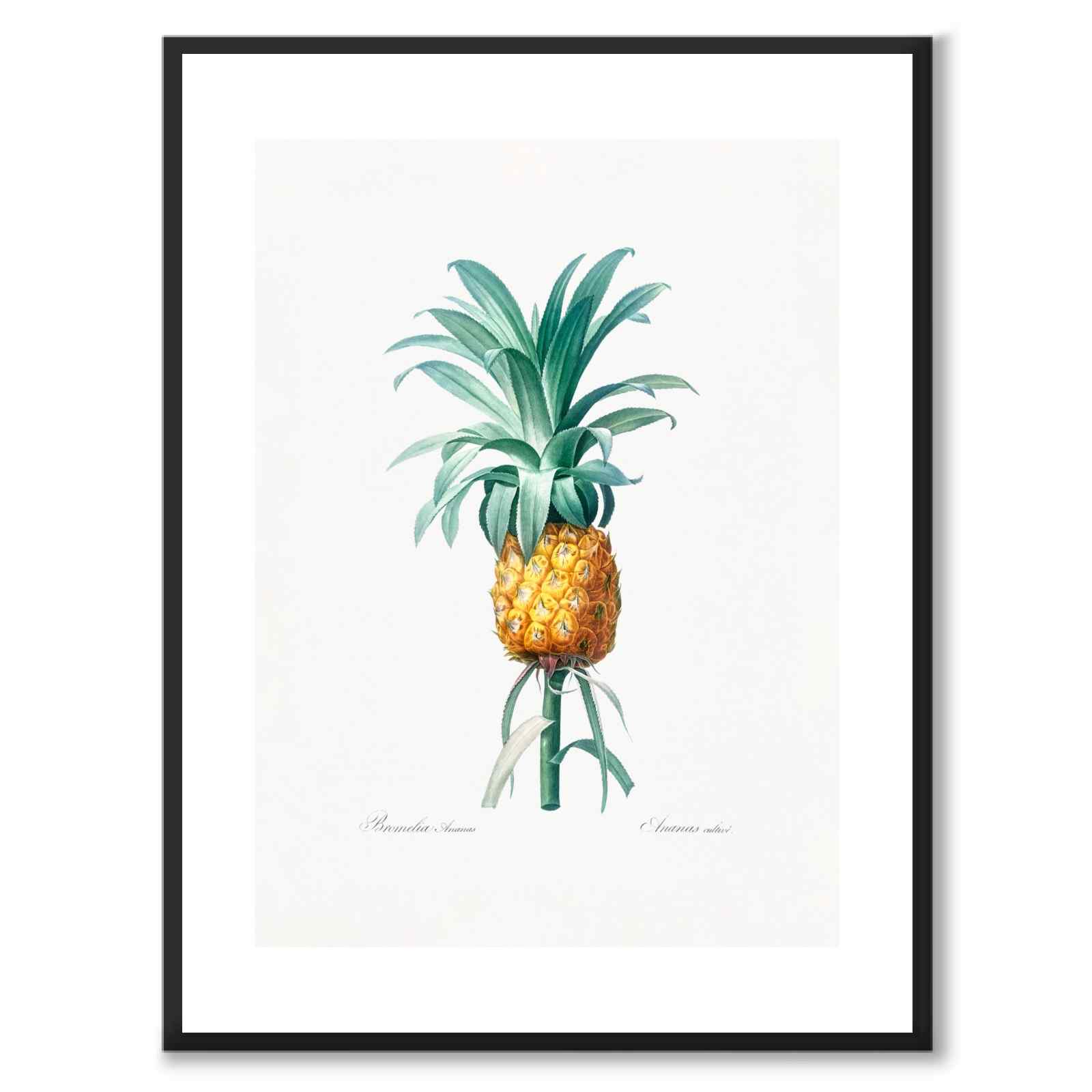 Ananas