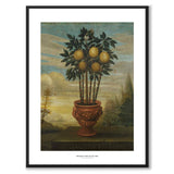 Orange Tree in an Urn
