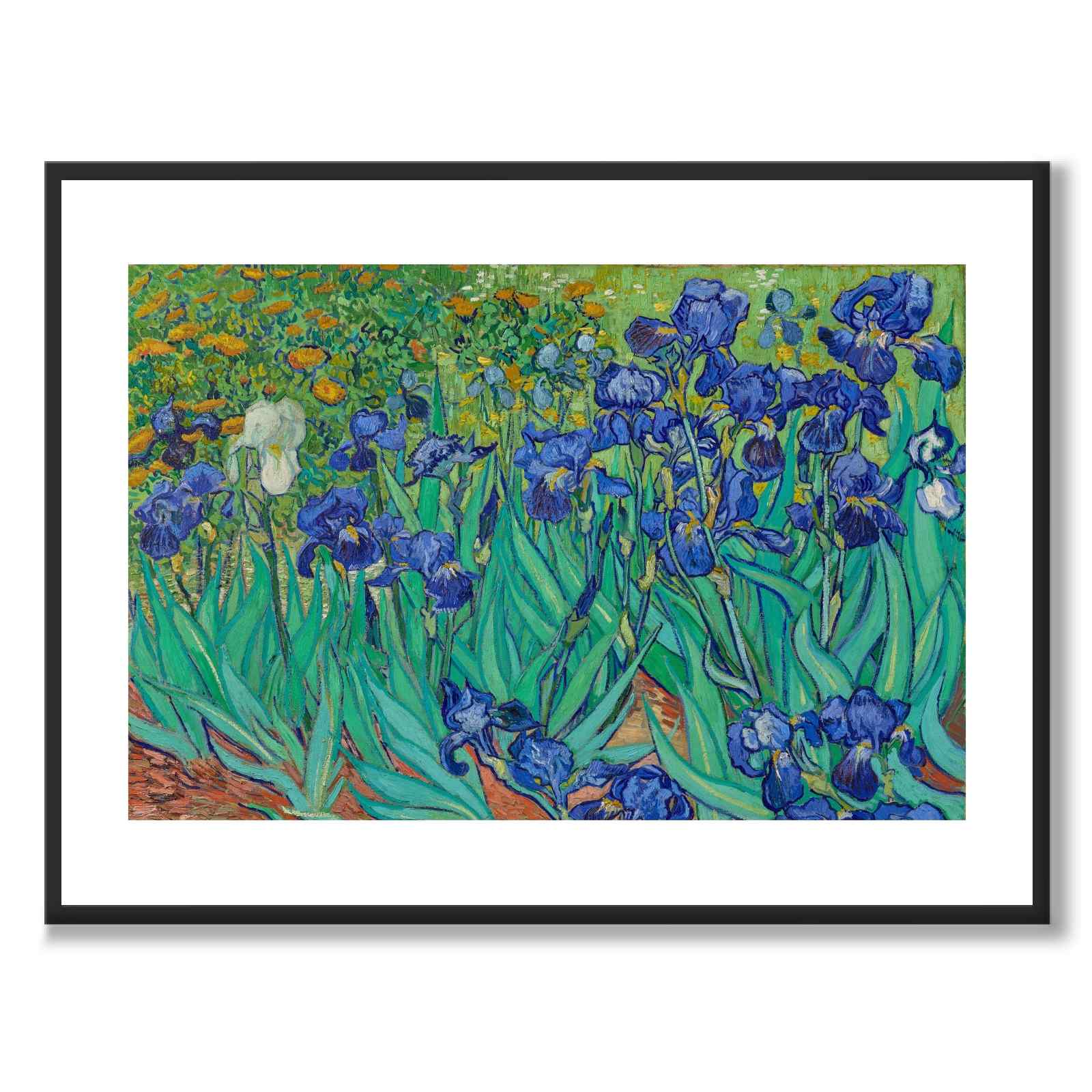Irises