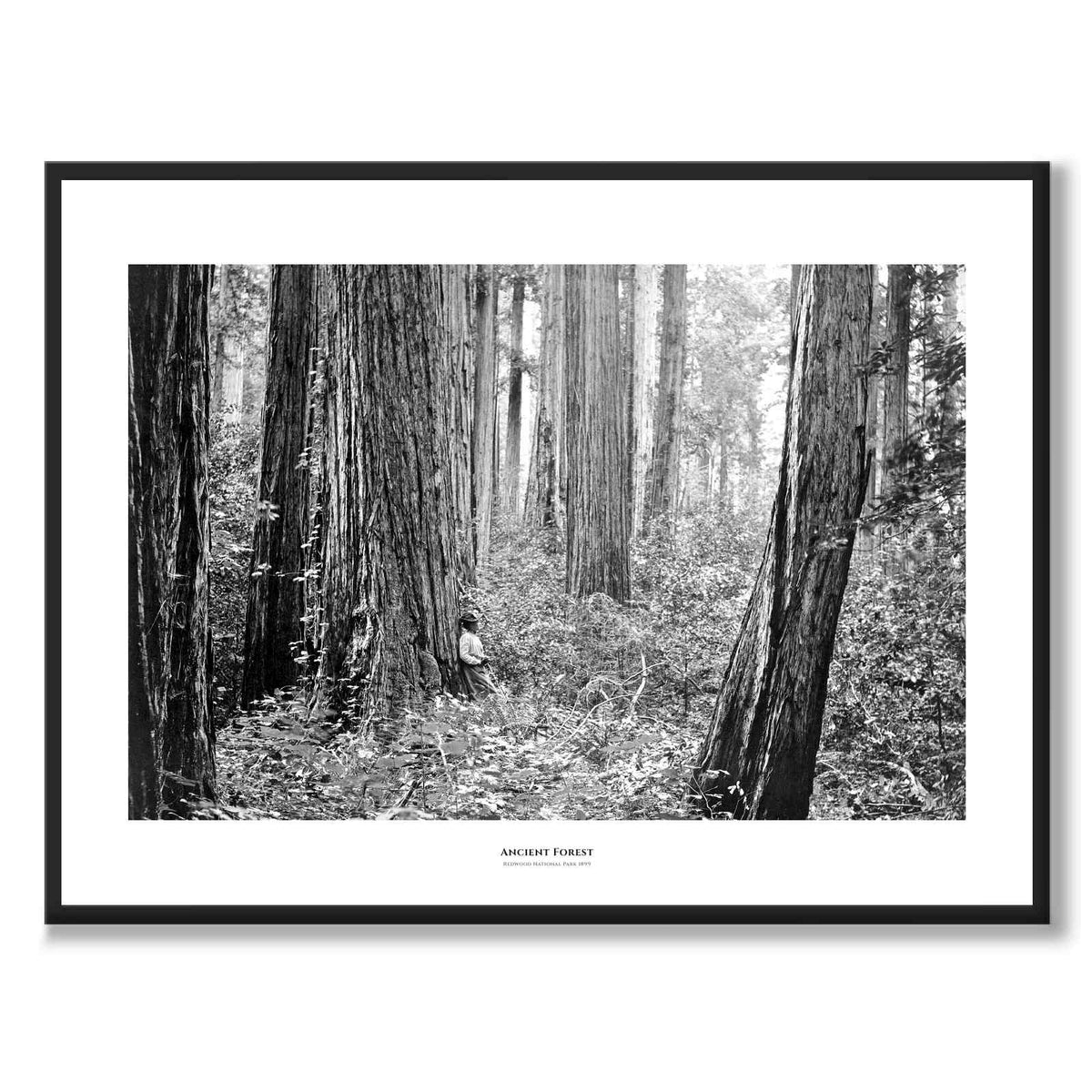 Ancient Forest 