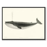 The Sulphurbottom - Historly AB