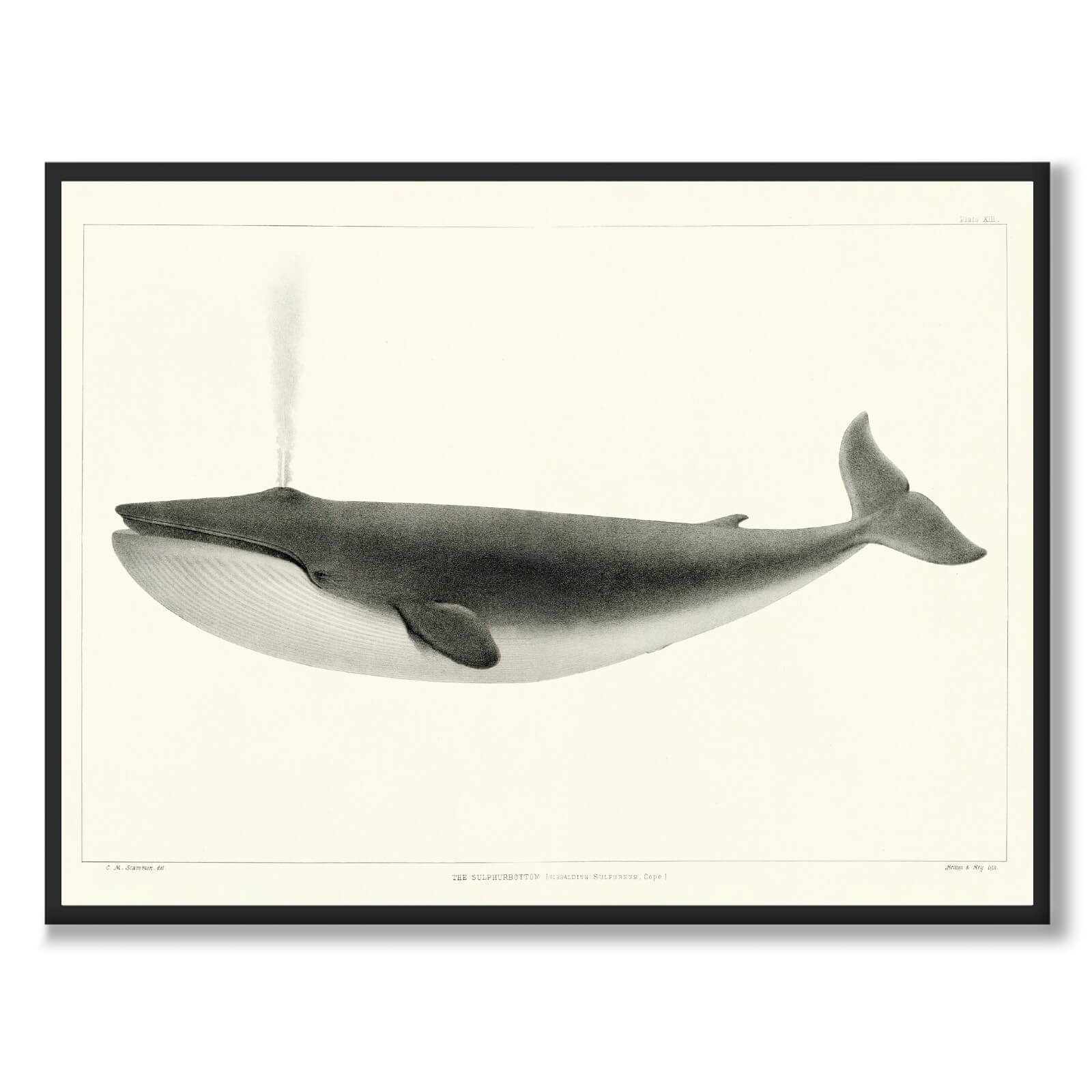 The Sulphurbottom - Historly AB