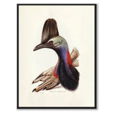 Australian Cassowary - Historly AB