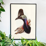Australian Cassowary - Historly AB