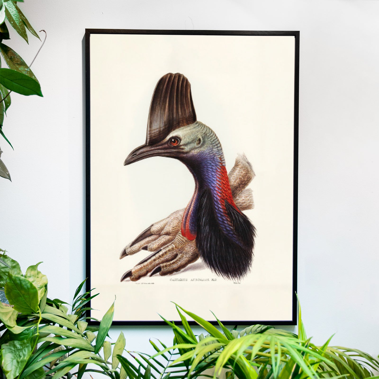 Australian Cassowary - Historly AB
