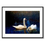 Swans in Reeds