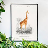 Giraffe - Historly AB
