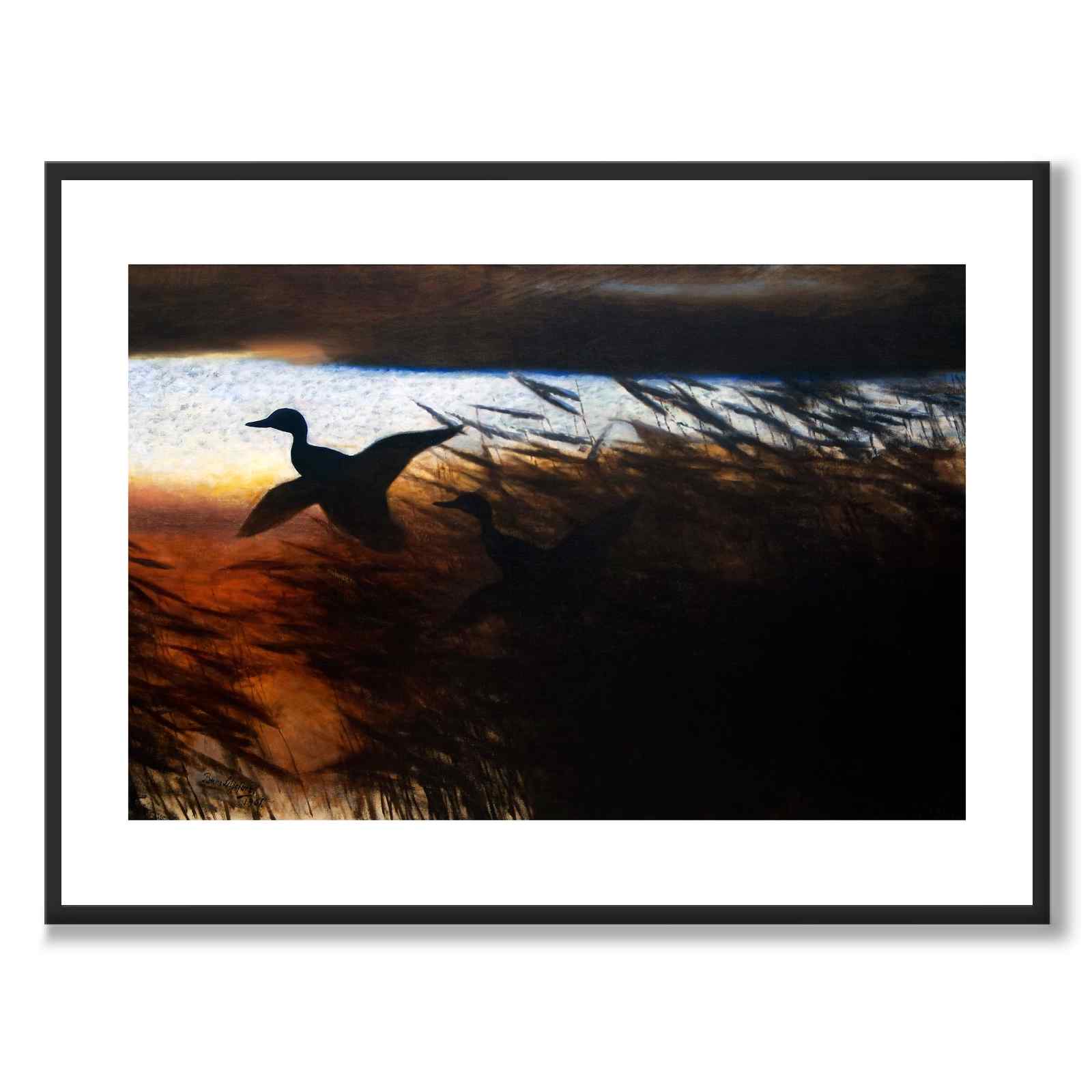 Sommernatt Ducks Lifting