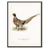 Ring-necked Pheasant