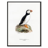 Atlantic Puffin