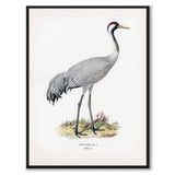 Common Crane