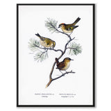 Eurasian Wren &amp; Goldcrest